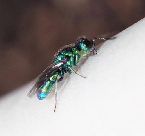Trichrysis cyanea